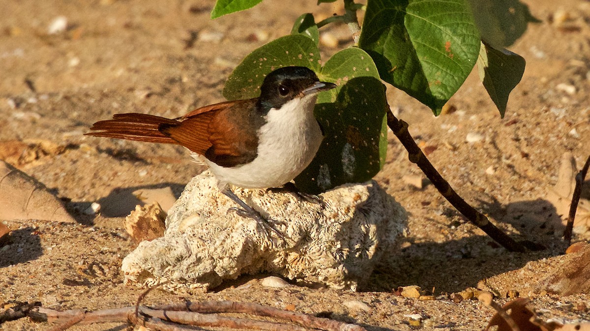 Shining Flycatcher - ML646097344