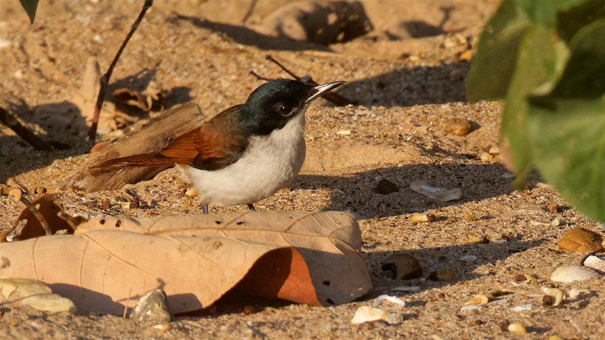Shining Flycatcher - ML646097345