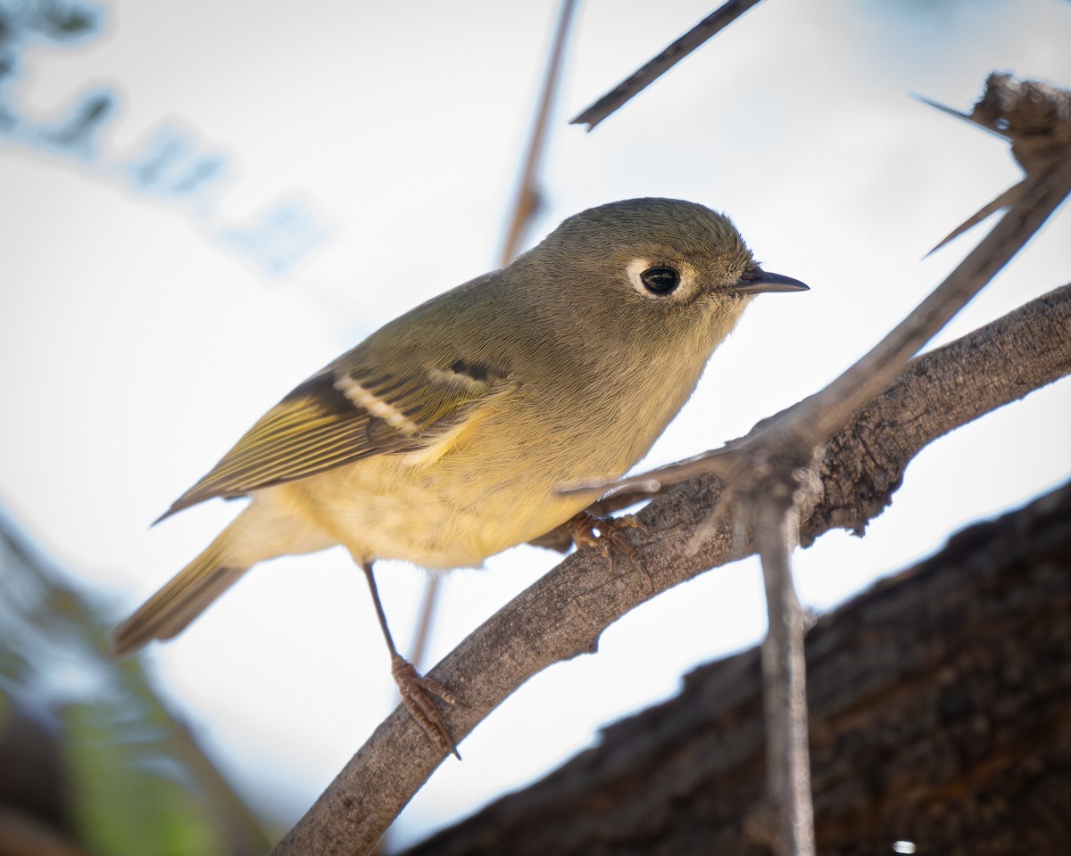 Ruby-crowned Kinglet - ML646097351