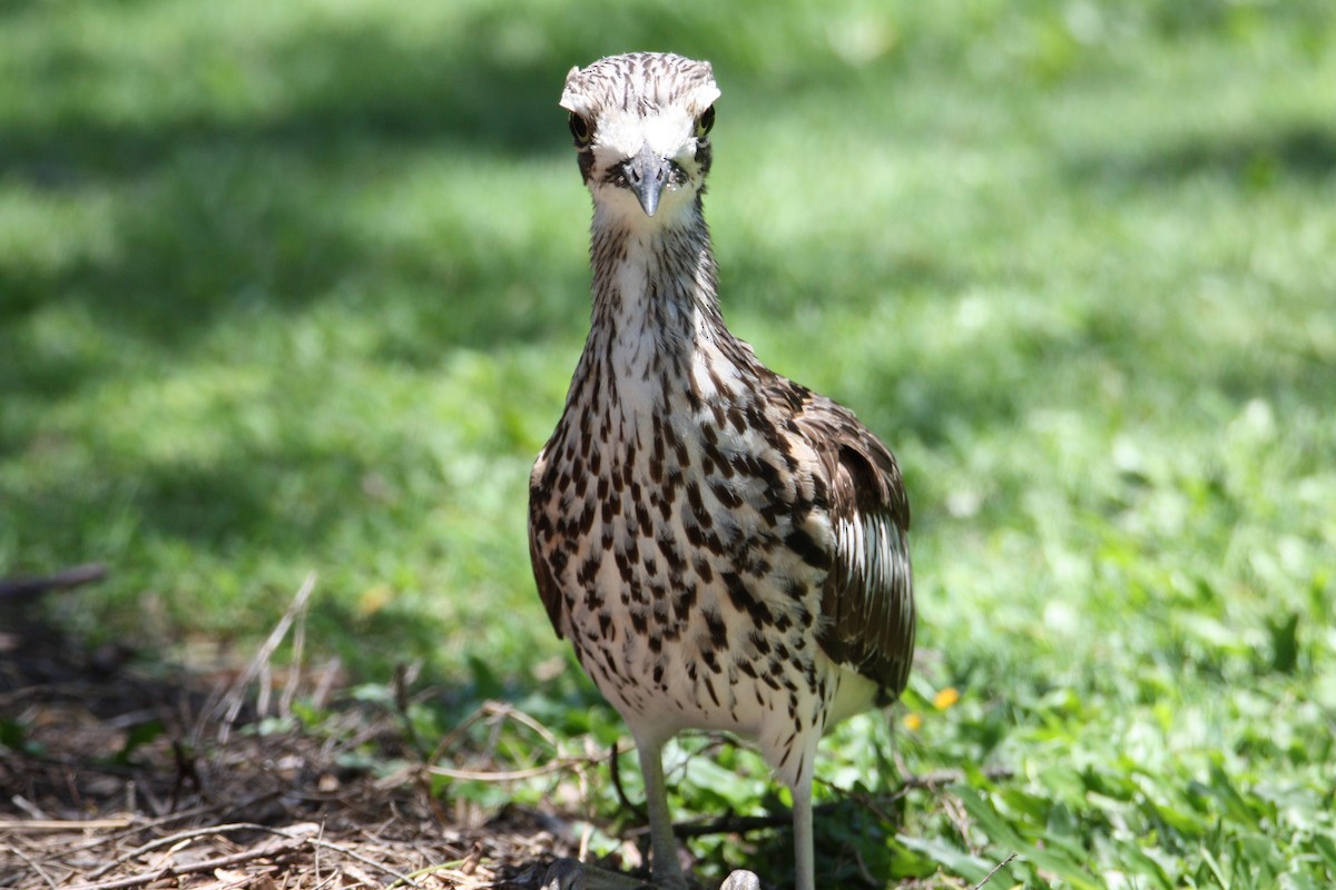 Bush Thick-knee - ML646097352
