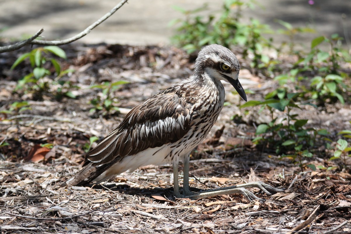 Bush Thick-knee - ML646097353