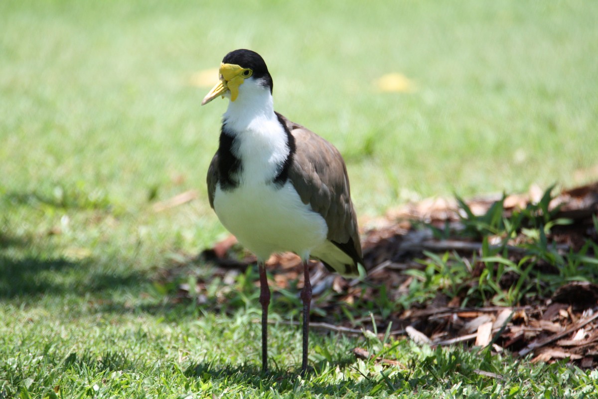Masked Lapwing - ML646097355