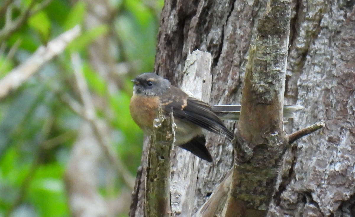 New Zealand Fantail - ML646097360