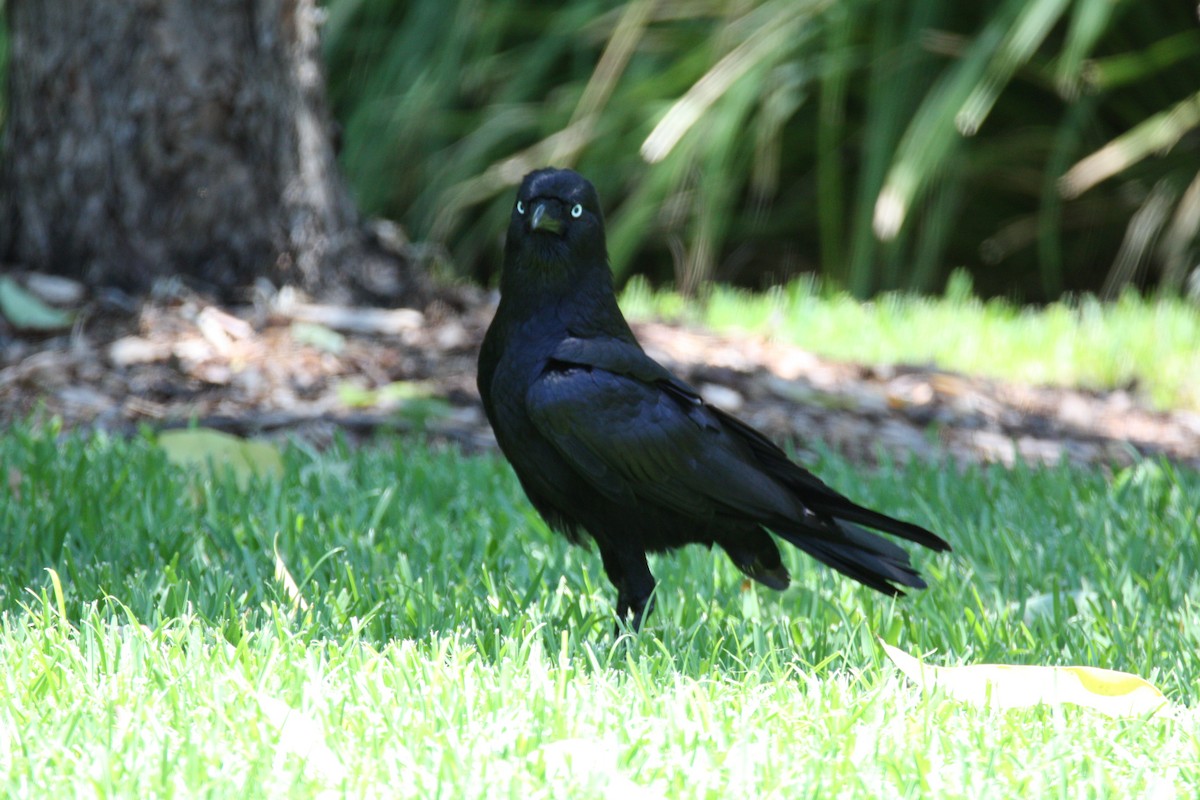 Torresian Crow - ML646097362