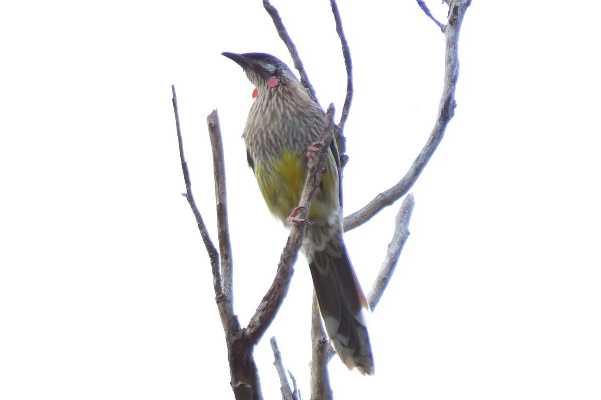 Red Wattlebird - ML646097364