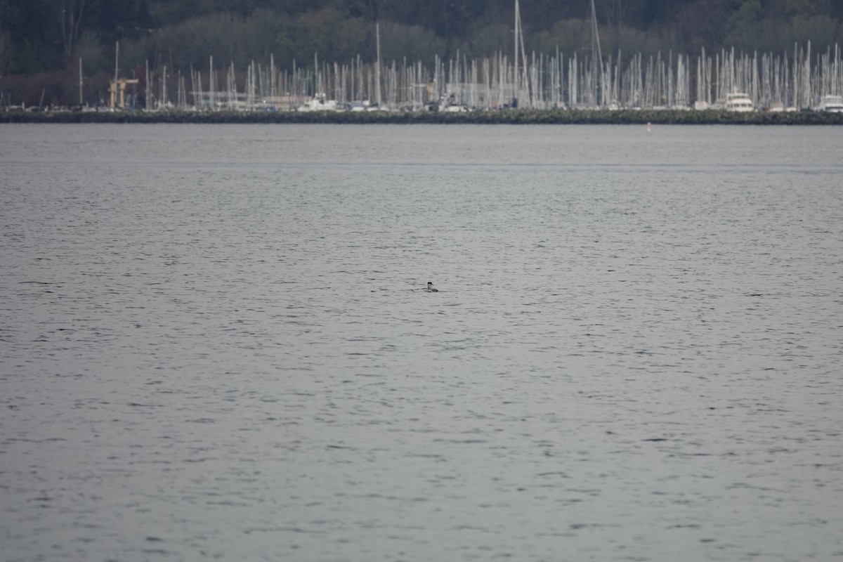 Somormujo Cuellirrojo - ML646097366