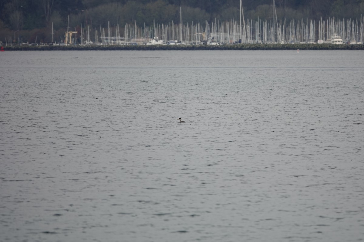 Red-necked Grebe - ML646097367