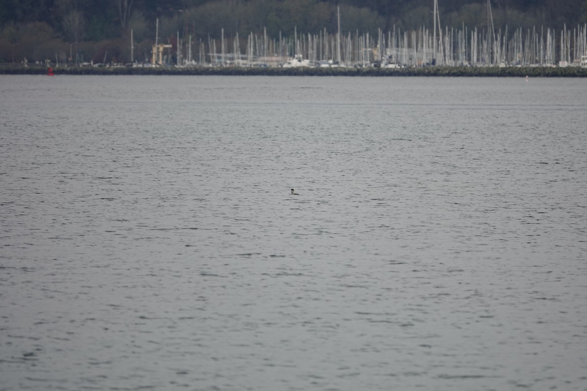 Somormujo Cuellirrojo - ML646097368