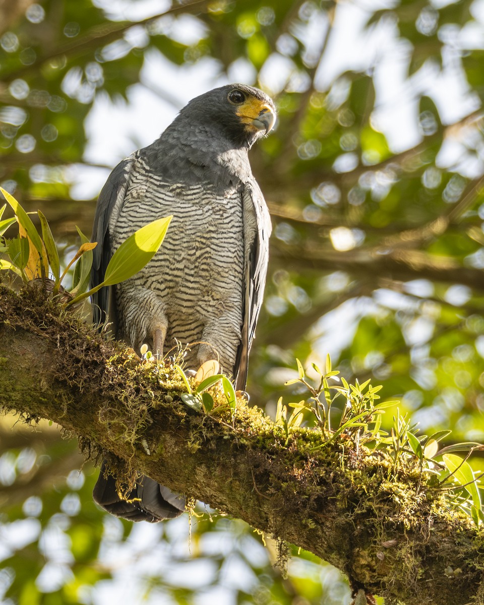 Barred Hawk - ML646097371