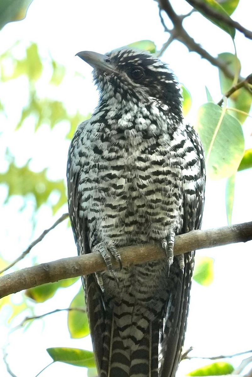 Asian Koel - ML646097372