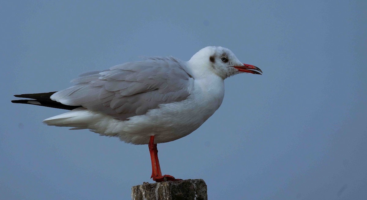 Brown-headed Gull - ML646097373