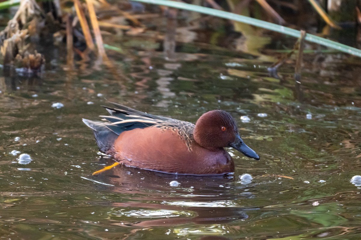 Cinnamon Teal - ML646097375