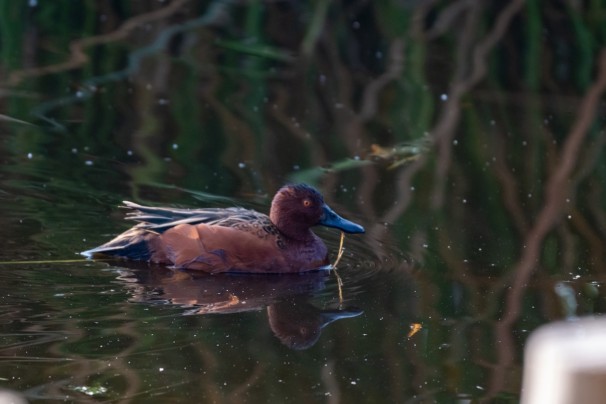 Cinnamon Teal - ML646097376