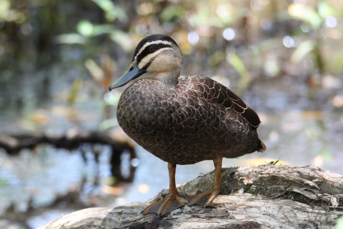 Pacific Black Duck - ML646097378