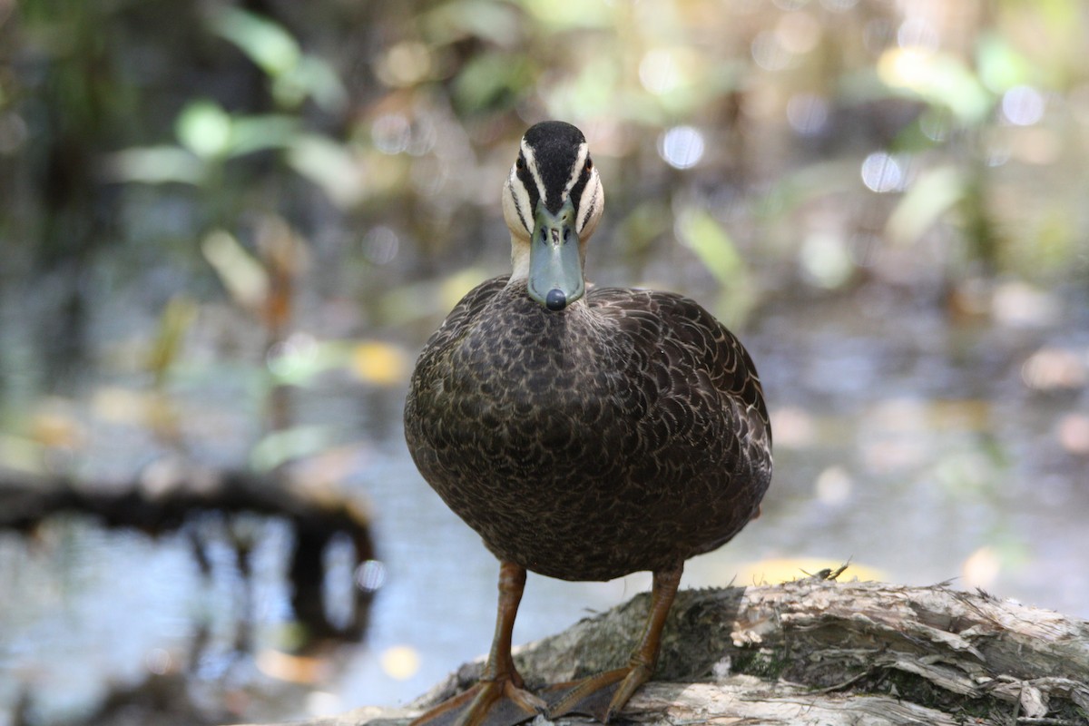 Pacific Black Duck - ML646097379