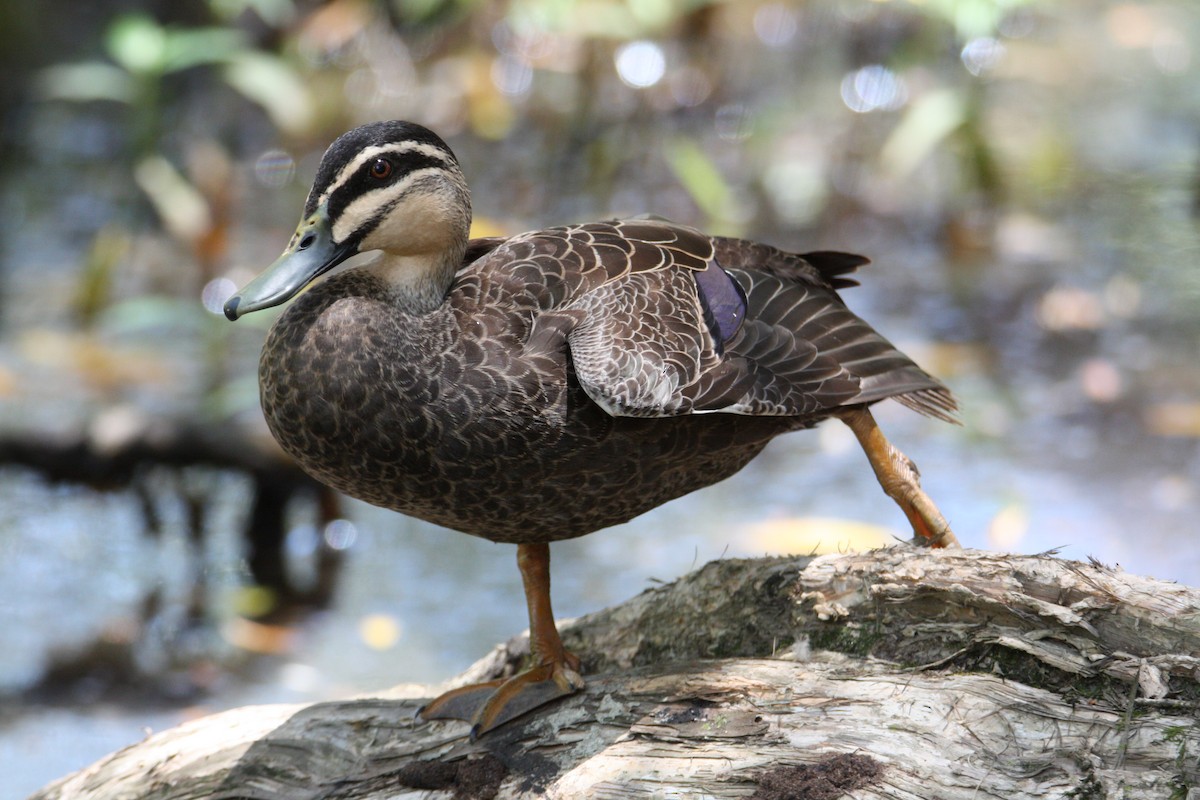 Pacific Black Duck - ML646097380