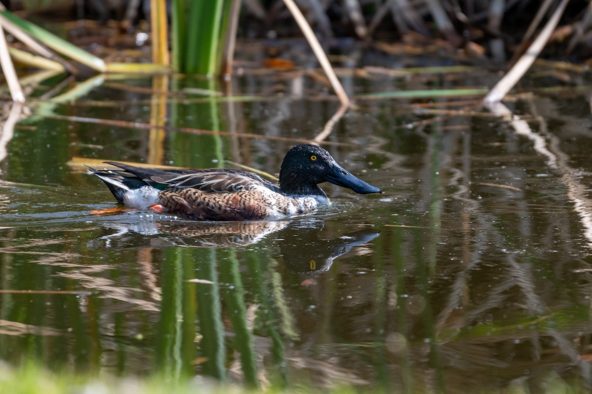 Northern Shoveler - ML646097381