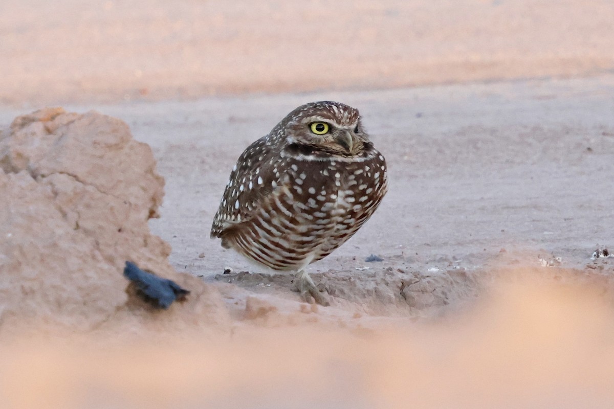 Burrowing Owl - ML646097383