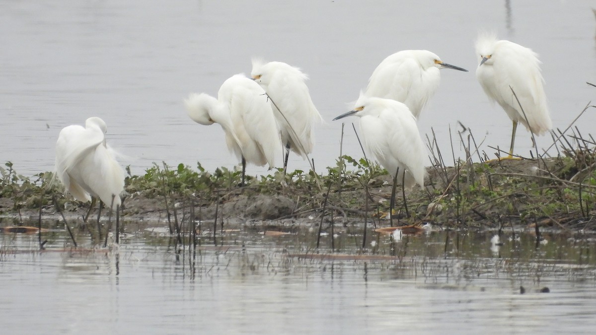 Snowy Egret - ML646097384
