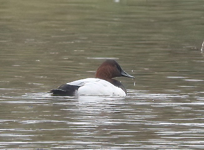 Canvasback - ML646097385