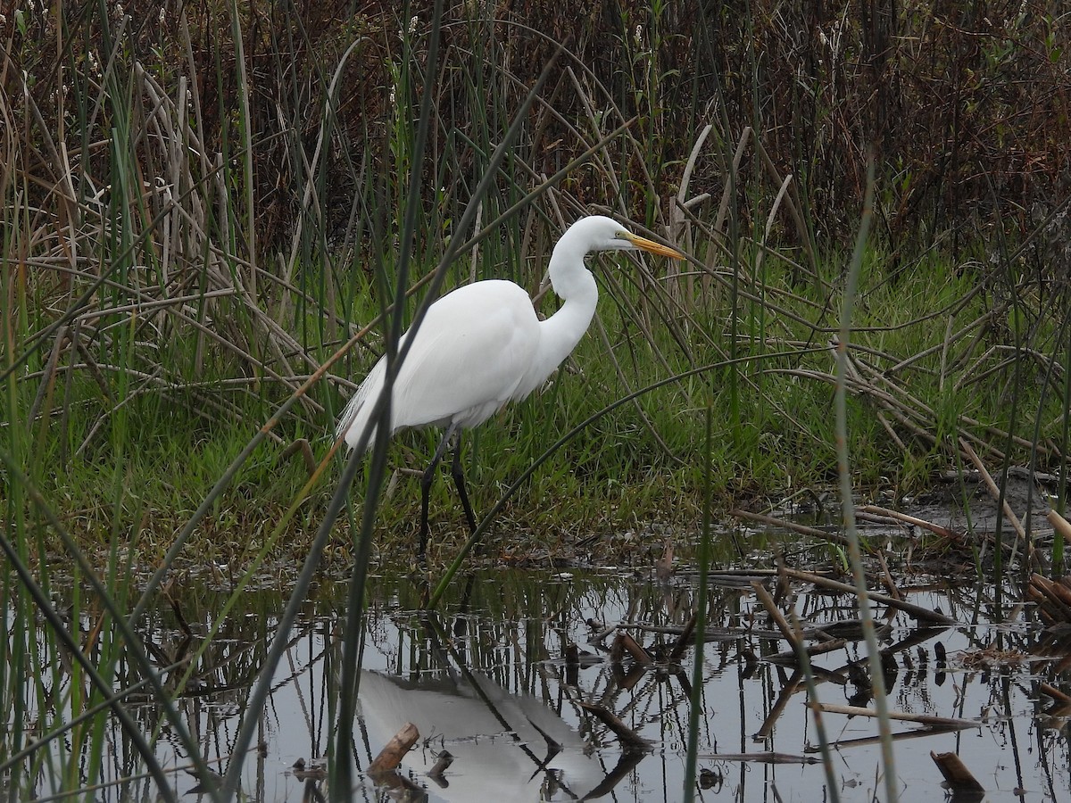 Western Cattle-Egret - ML646097387