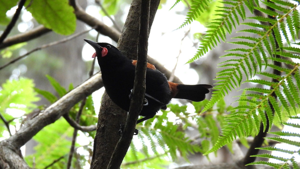 North Island Saddleback - ML646097388