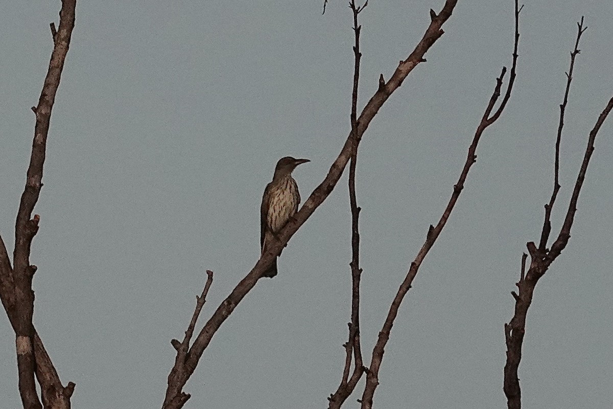 Olive-backed Oriole - ML646097389