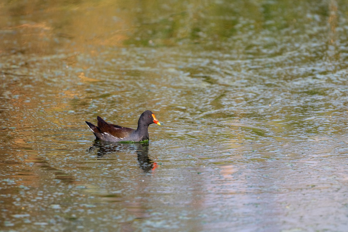 Common Gallinule - ML646097390