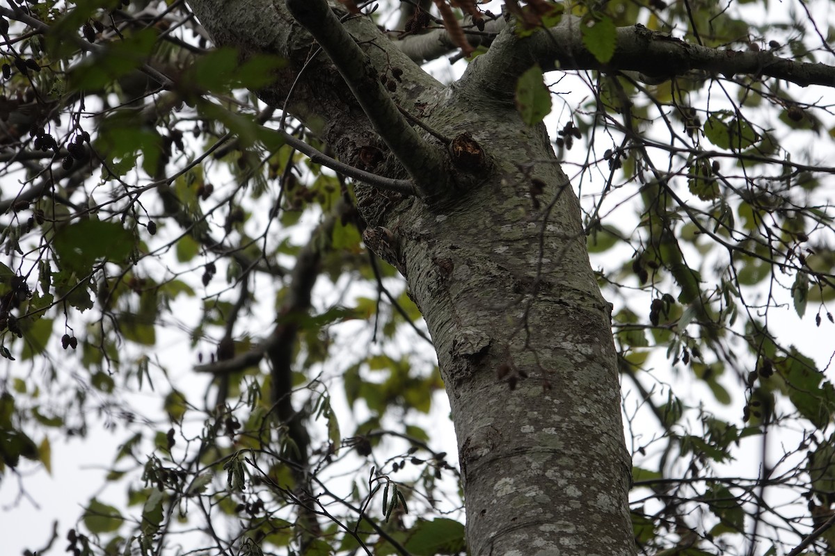 Brown Creeper - ML646097392
