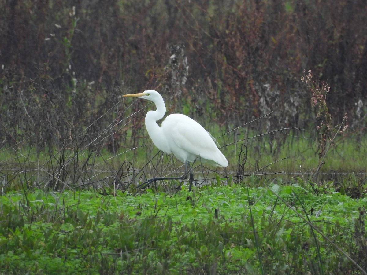 Great Egret - ML646097393