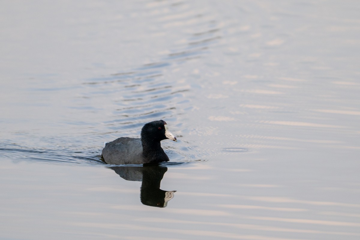 American Coot - ML646097394