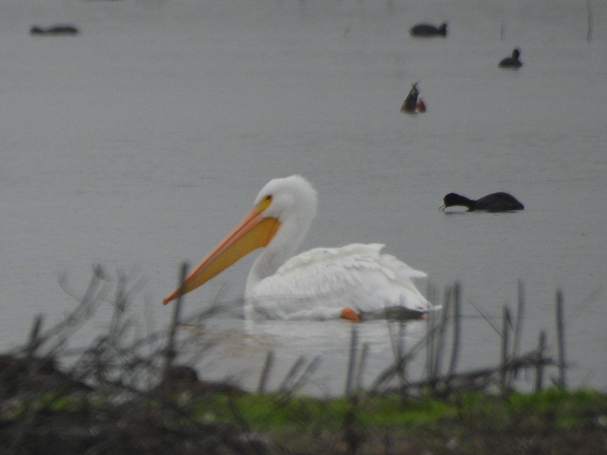 American White Pelican - ML646097395