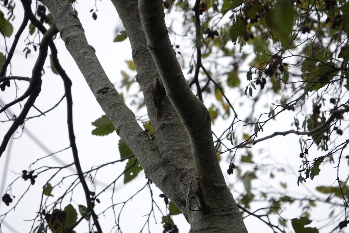 Brown Creeper - ML646097396