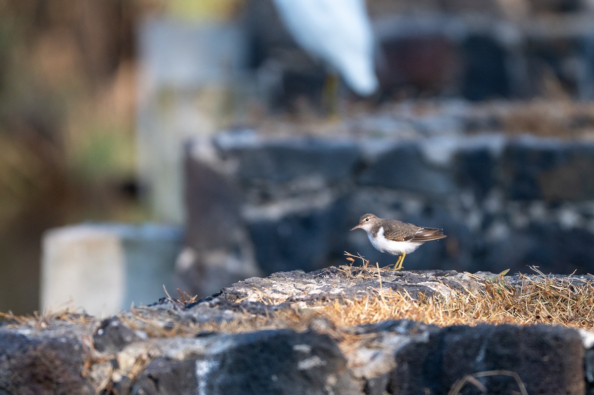 Spotted Sandpiper - ML646097397