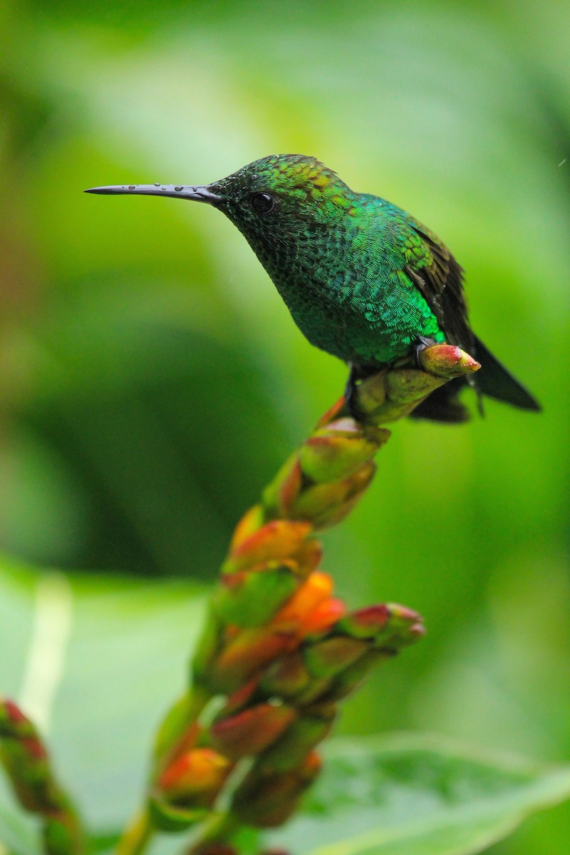 Copper-rumped Hummingbird - ML646097398
