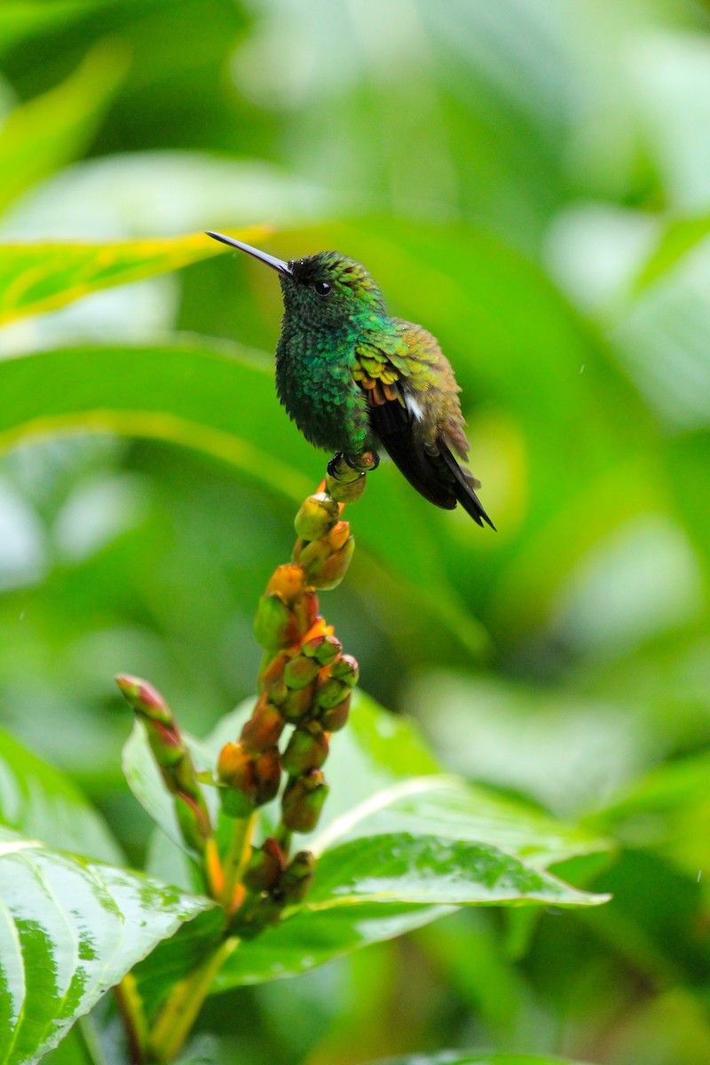 Copper-rumped Hummingbird - ML646097399