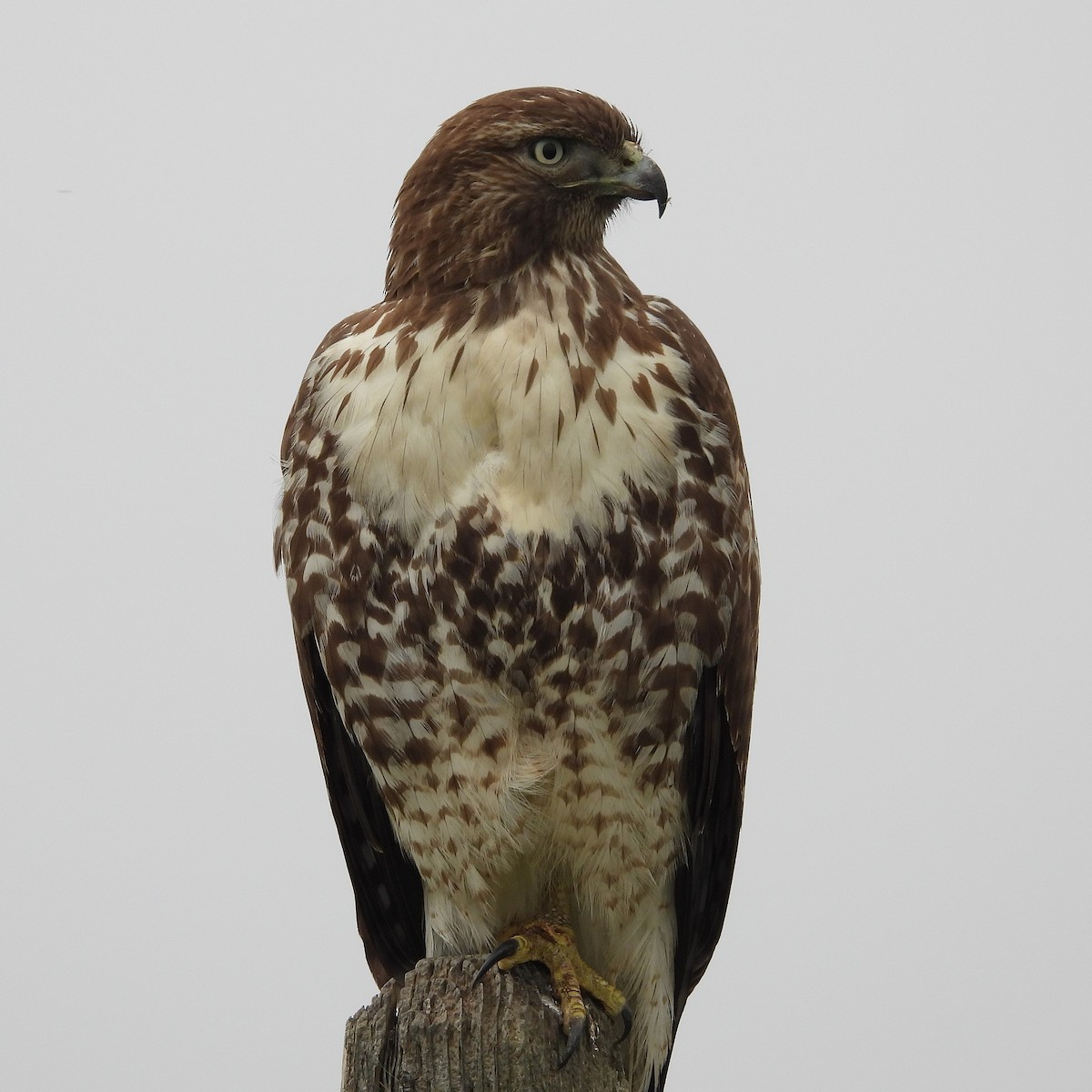 Red-tailed Hawk - ML646097400