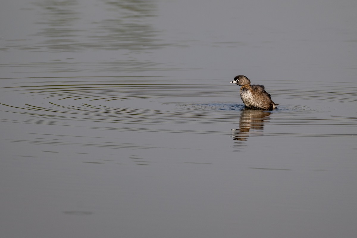 Pied-billed Grebe - ML646097401