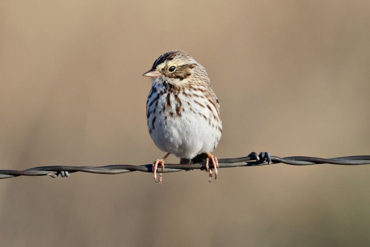 Savannah Sparrow - ML646097402
