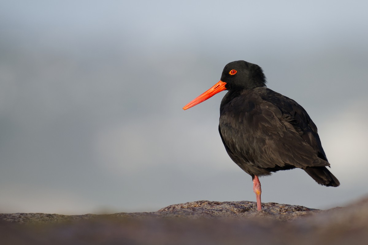 ústřičník australský - ML646097403