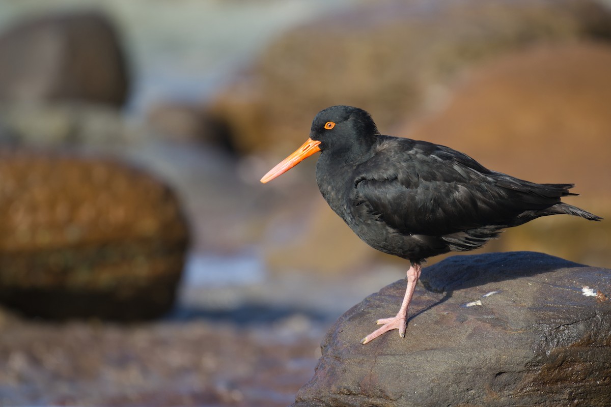 ústřičník australský - ML646097404