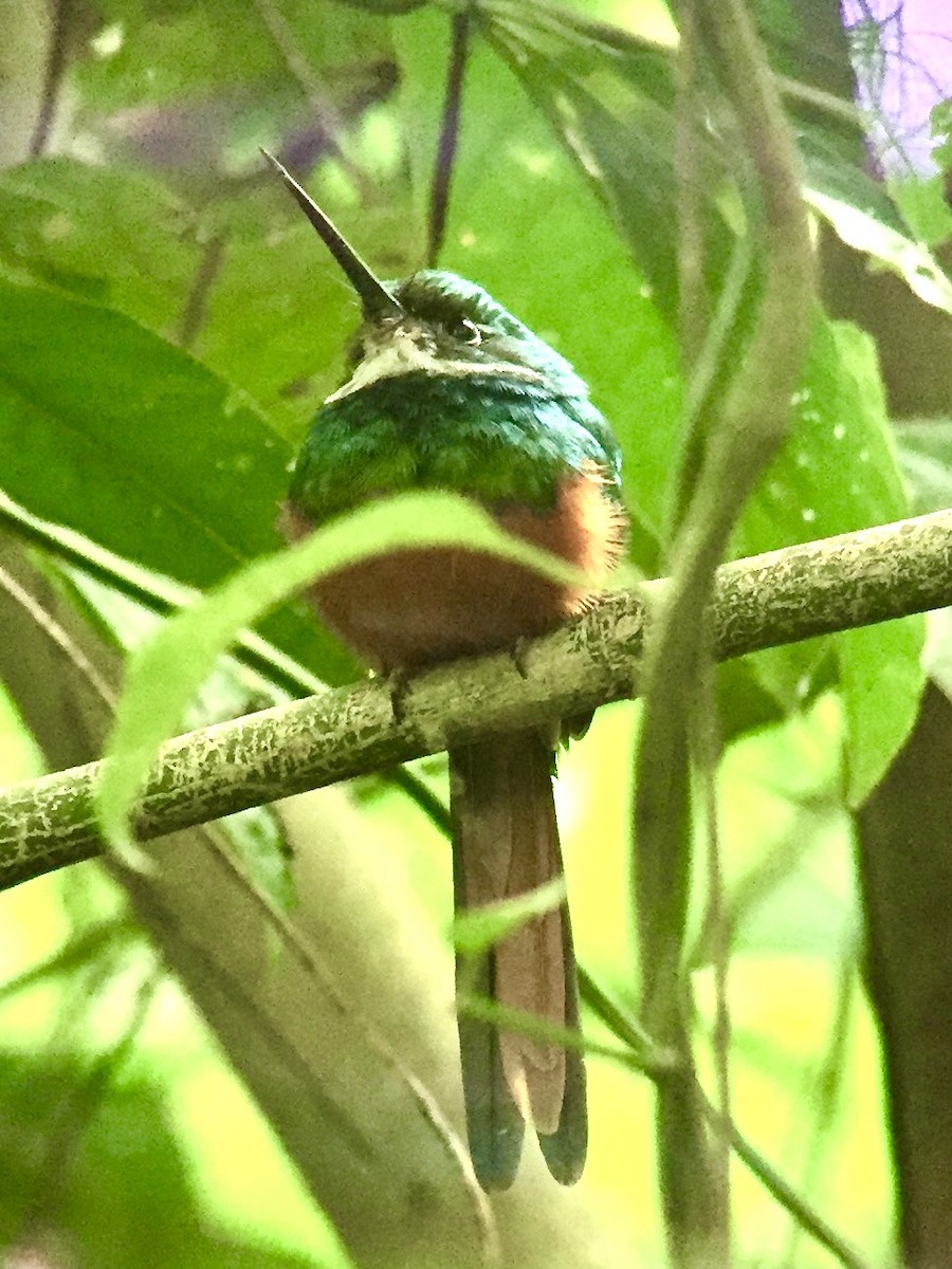 Rufous-tailed Jacamar - ML646097405