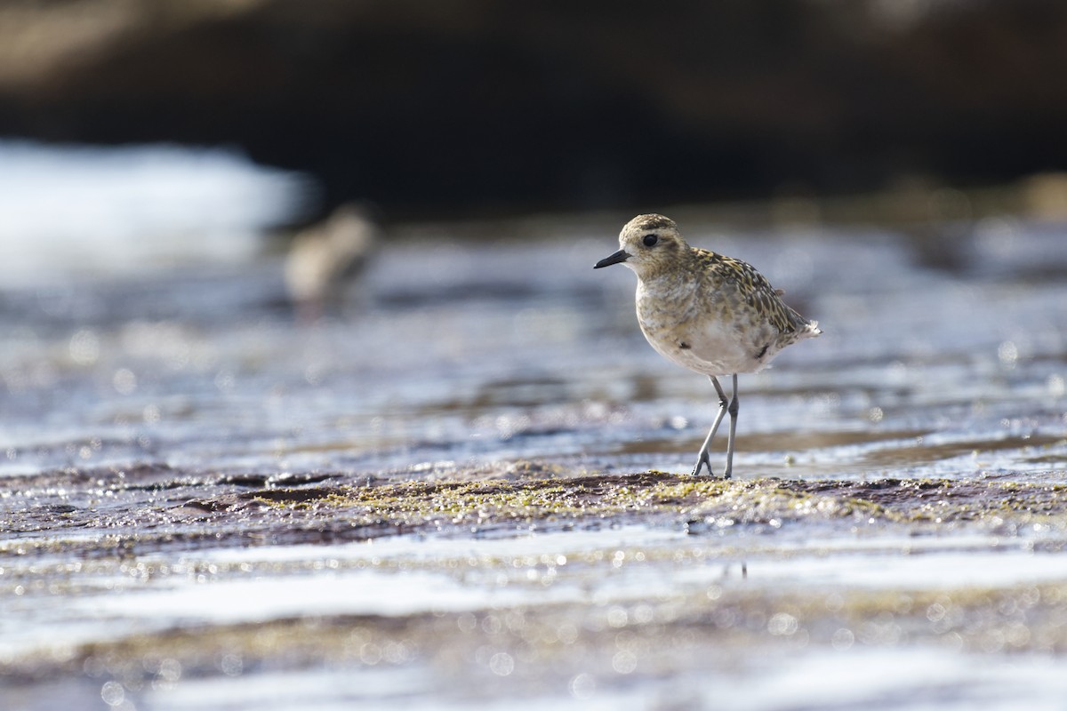 kulík pacifický - ML646097410