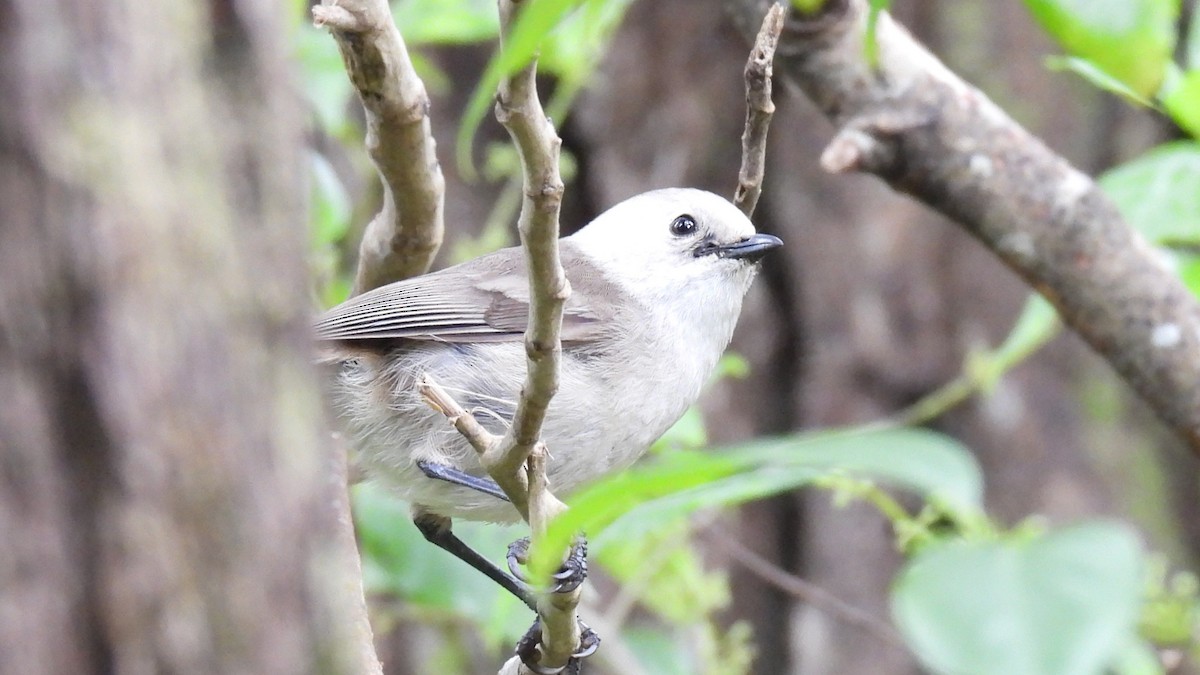 Whitehead - ML646097411