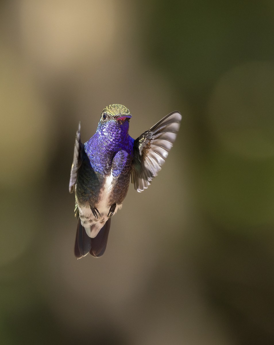 Sapphire-spangled Emerald - ML646097414