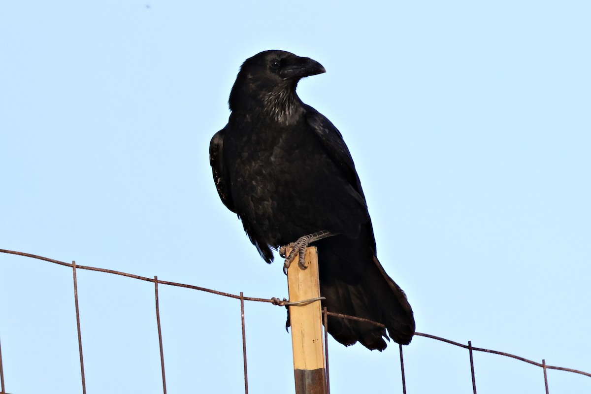 Chihuahuan Raven - ML646097416