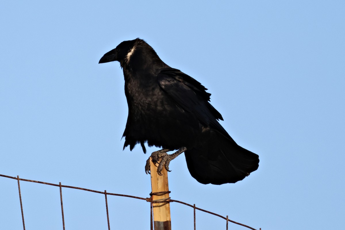 Chihuahuan Raven - ML646097417