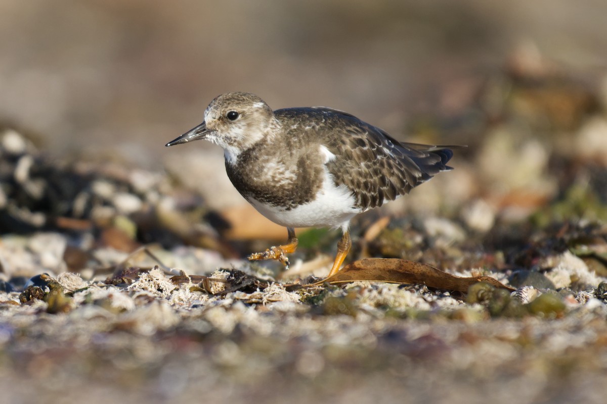 kamenáček pestrý - ML646097419