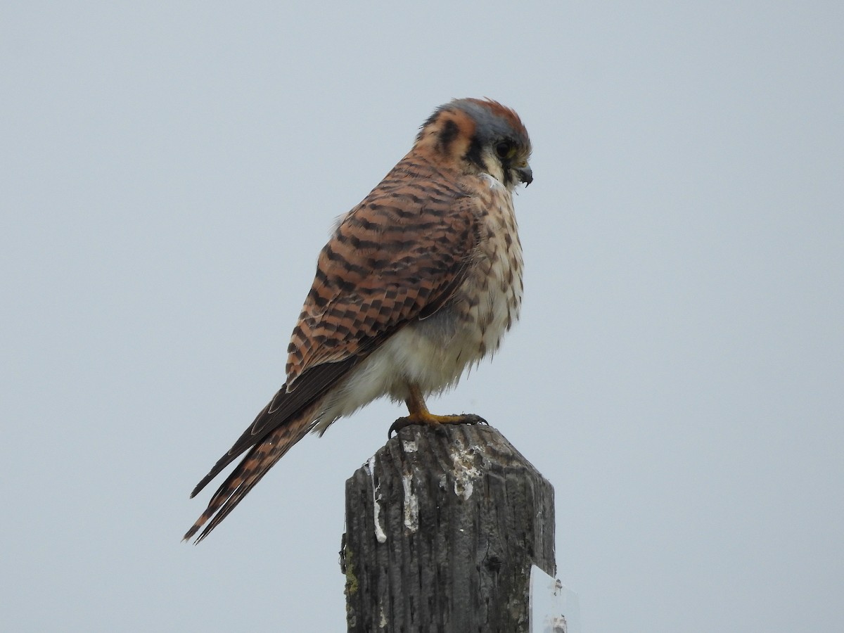 בז אמריקני - ML646097420