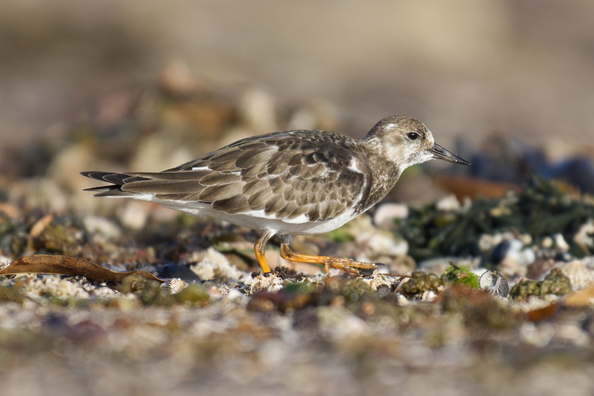 kamenáček pestrý - ML646097421